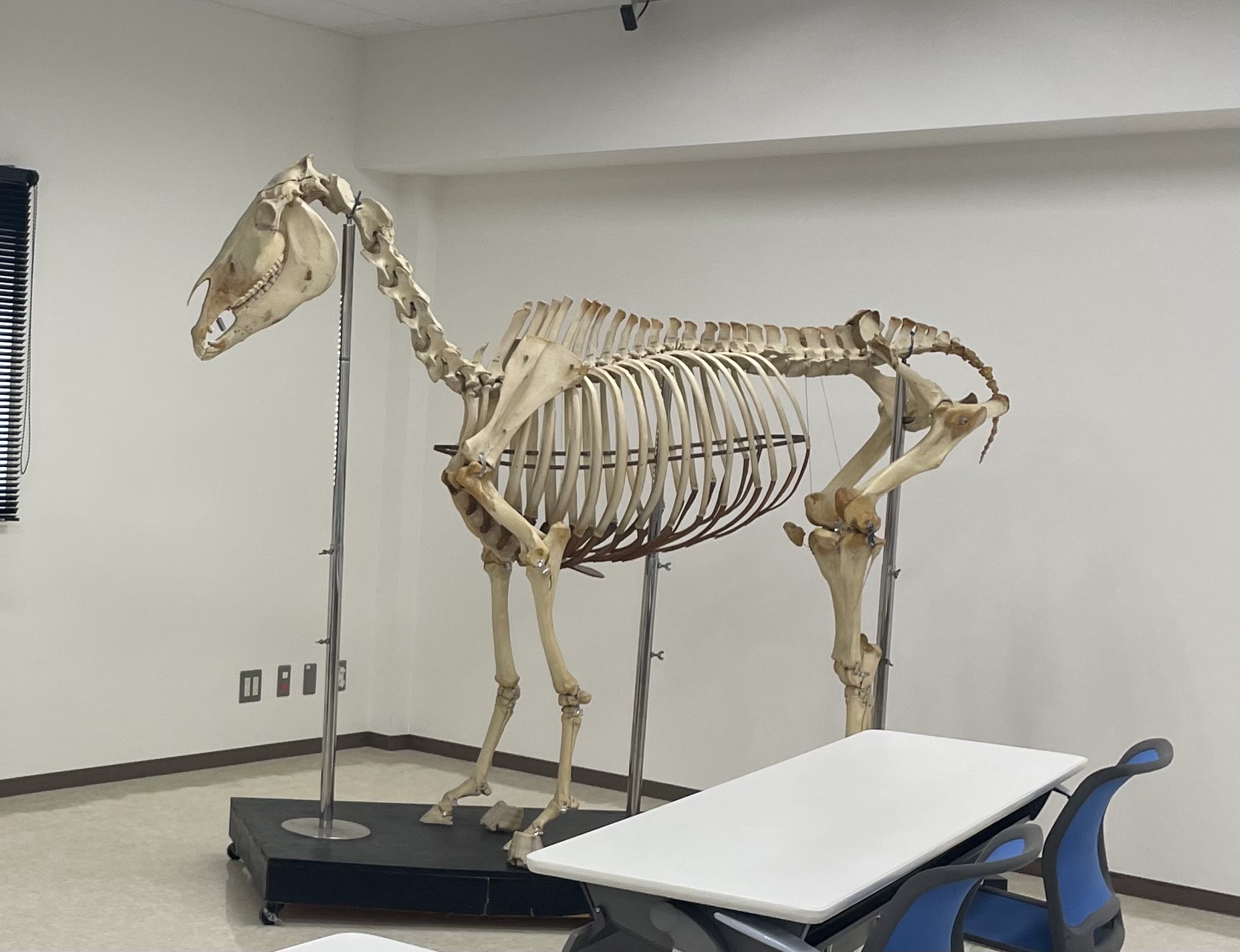 獣医学祭展示企画