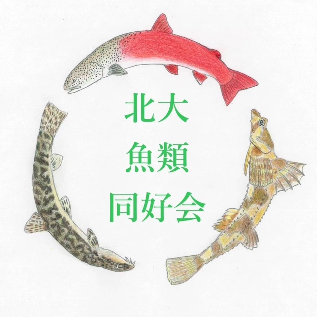 魚魚魚祭り